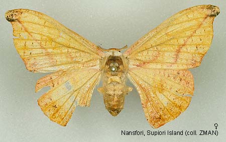 Papua Insects Foundation (Lepidoptera/Drepanidae/Drepaninae: Oreta ...